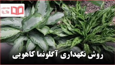 روش نگهداری آگلونما کاهویی