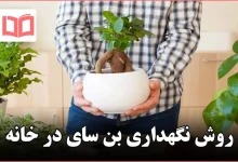 روش نگهداری بن سای در خانه