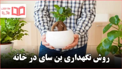 روش نگهداری بن سای در خانه