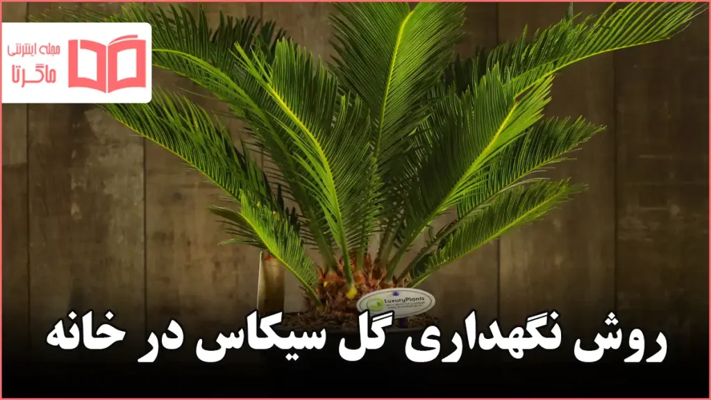 روش نگهداری گل سیکاس در خانه