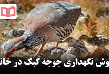 روش نگهداری جوجه کبک در خانه