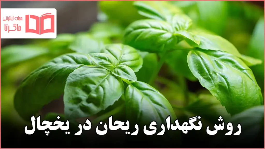 روش نگهداری ریحان در یخچال