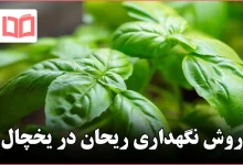روش نگهداری ریحان در یخچال