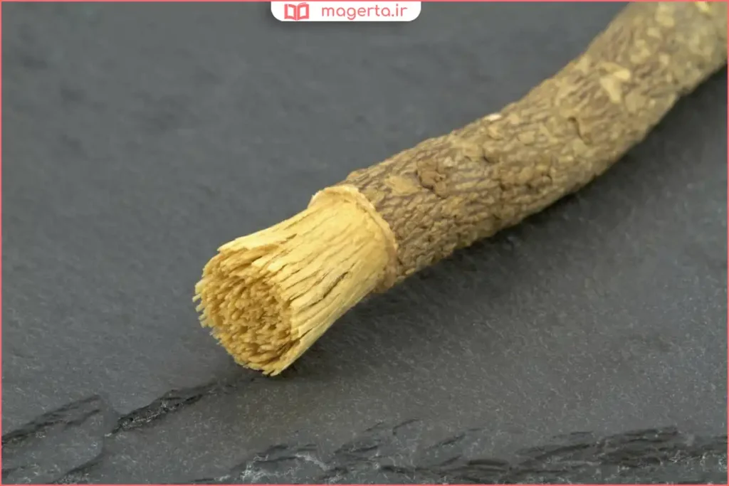 سر چوب مسواک پس از نرم شدن و آماده استفاده