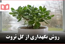 روش نگهداری از گل ثروت