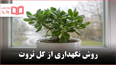 روش نگهداری از گل ثروت