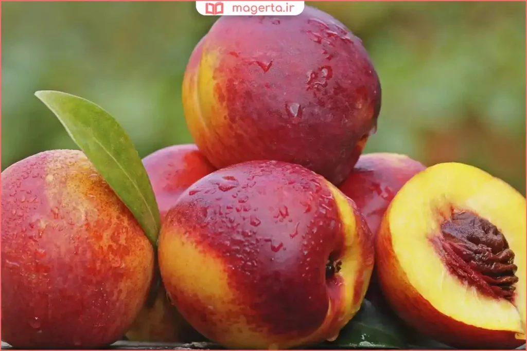نگهداری شلیل تازه در کشوی یخچال با دمای مناسب