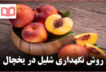 روش نگهداری شلیل در یخچال