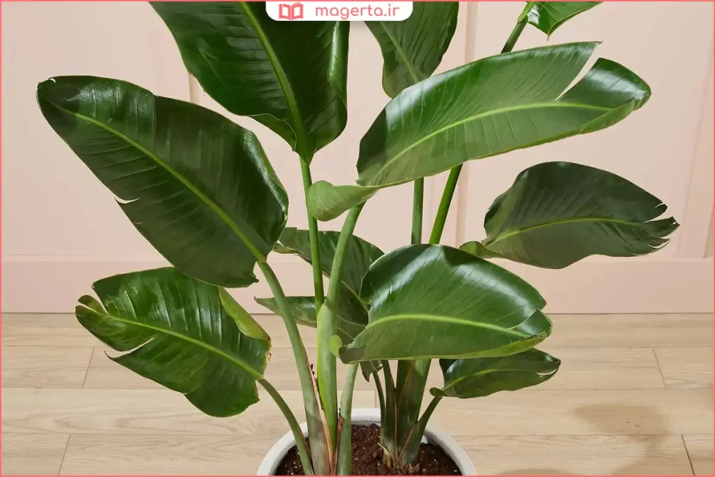 برگ‌های پهن و سبز نخل نیکولای در گلدان خانگی