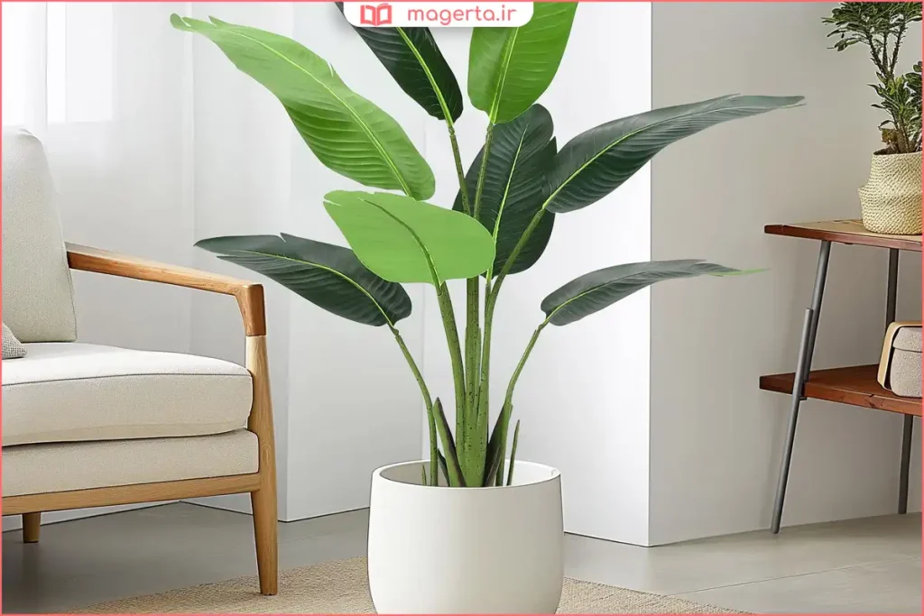 نگهداری نخل نیکولای در گلدان بزرگ با خاک مناسب