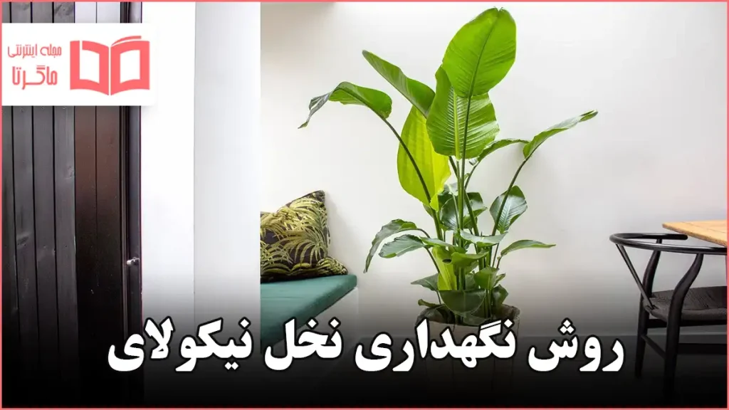 روش نگهداری نخل نیکولای