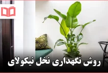 روش نگهداری نخل نیکولای