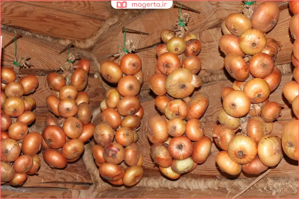 نگهداری پیاز در سبد حصیری با تهویه مناسب در آشپزخانه