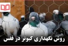 روش نگهداری کبوتر در قفس