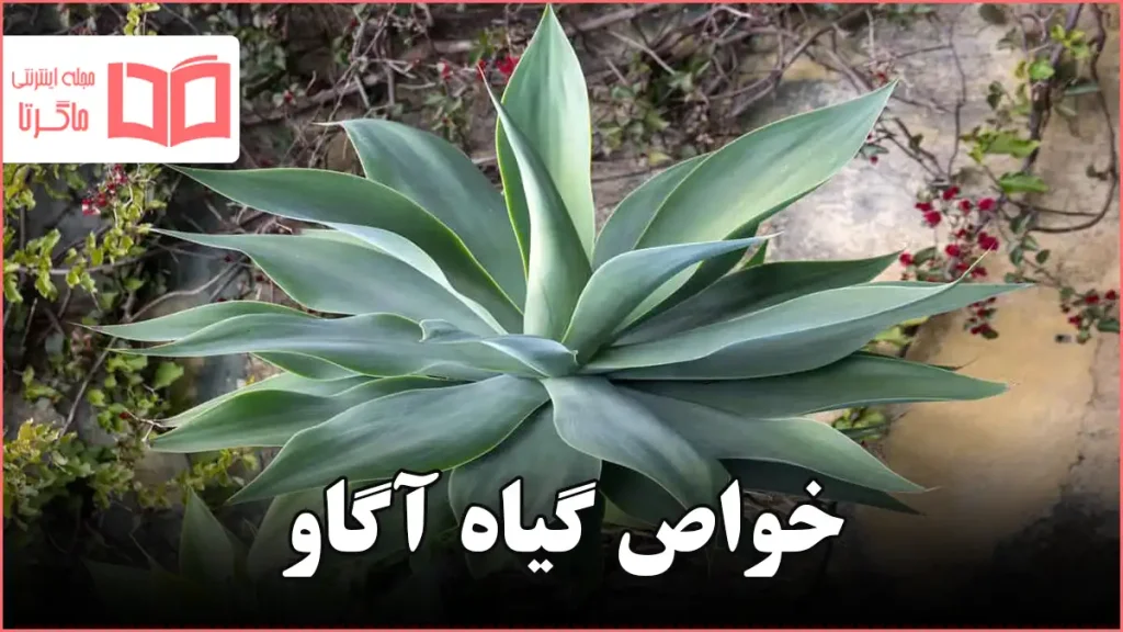 خواص گیاه آگاو