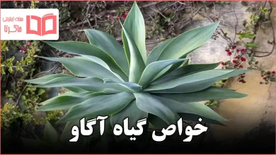 خواص گیاه آگاو
