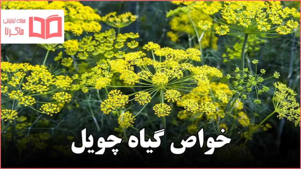 خواص گیاه چویل