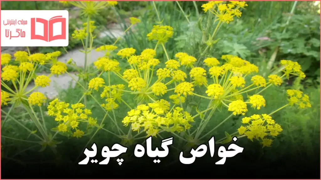 خواص گیاه چویر