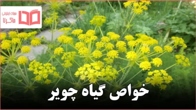 خواص گیاه چویر