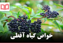 خواص گیاه آقطی