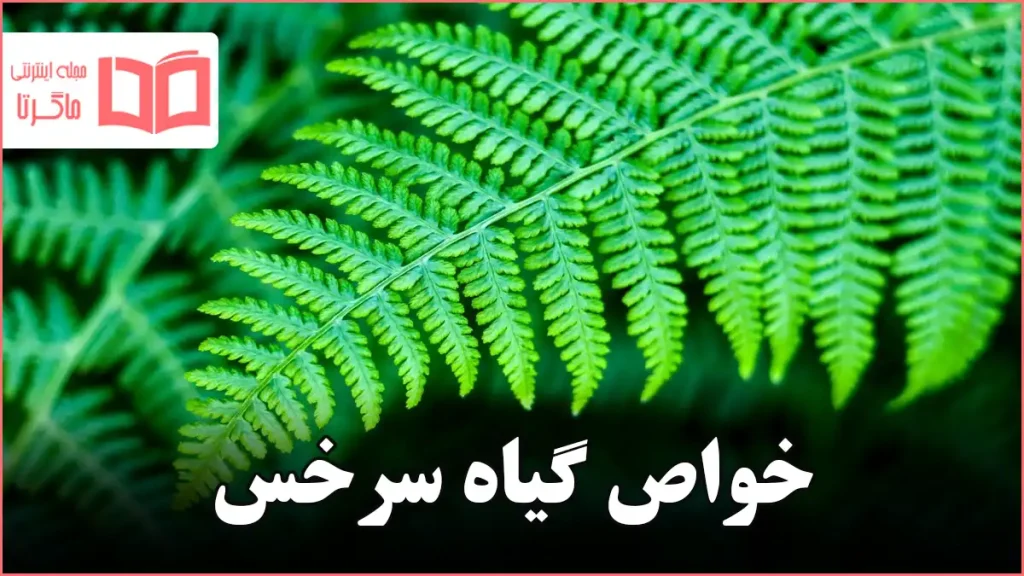 خواص گیاه سرخس