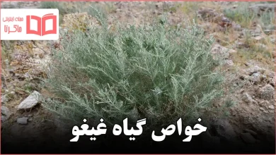 خواص گیاه غیغو