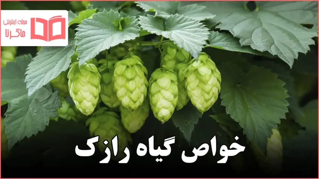 خواص گیاه رازک