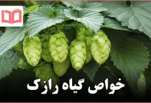 خواص گیاه رازک