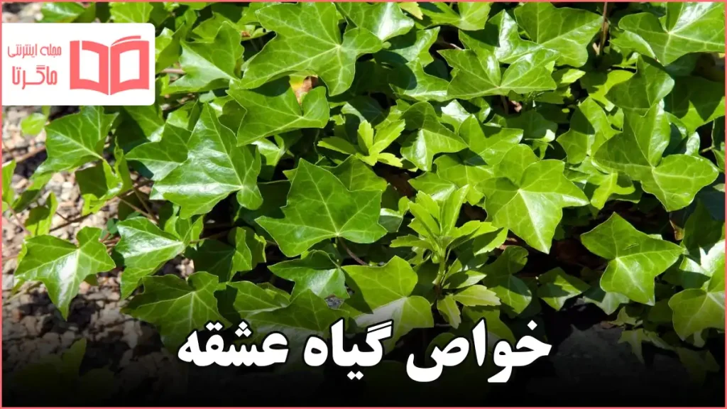 خواص گیاه عشقه