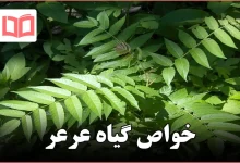 خواص گیاه عرعر