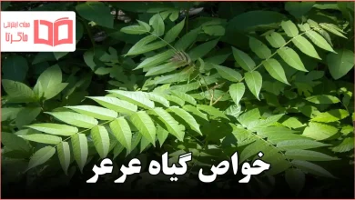 خواص گیاه عرعر