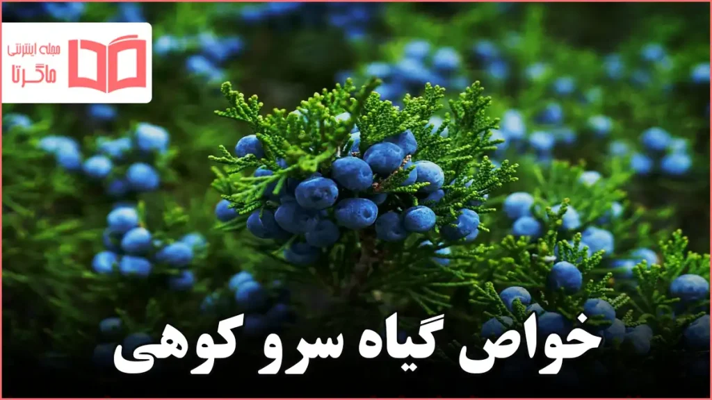 خواص گیاه سرو کوهی