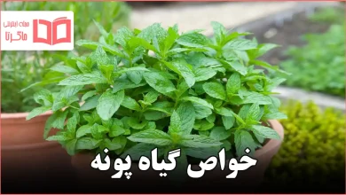 خواص گیاه پونه