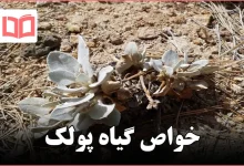 خواص گیاه پولک