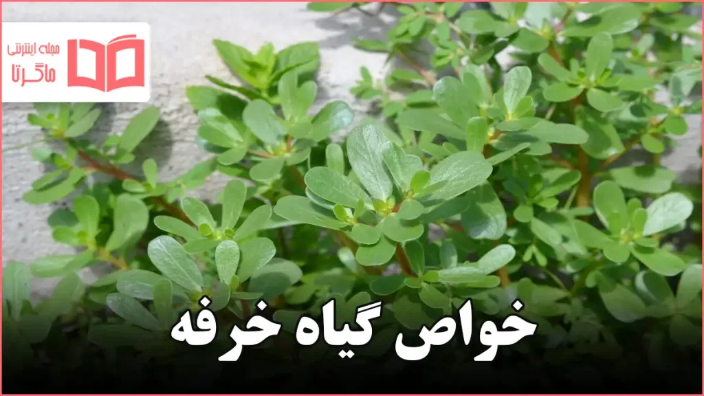 خواص گیاه خرفه