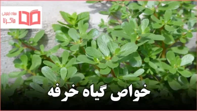 خواص گیاه خرفه