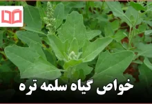 خواص گیاه سلمه تره