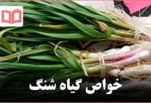 خواص گیاه شنگ