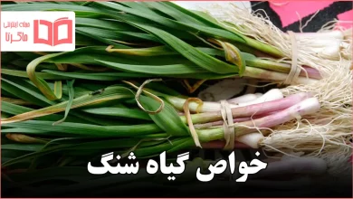 خواص گیاه شنگ