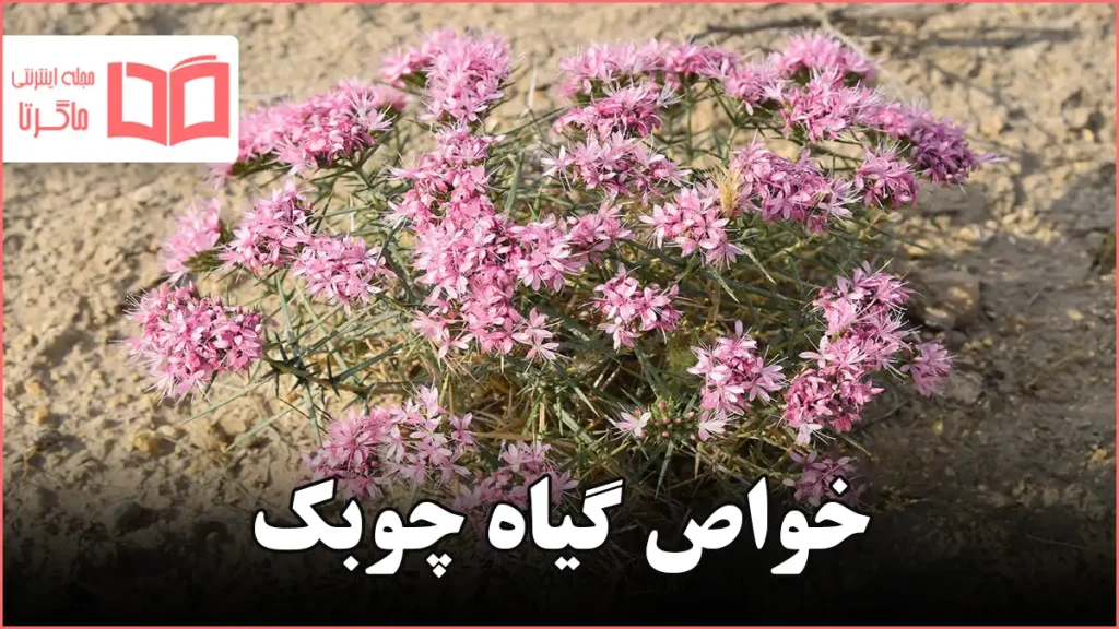 خواص گیاه چوبک