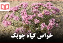 خواص گیاه چوبک