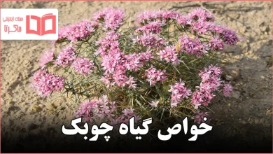 خواص گیاه چوبک