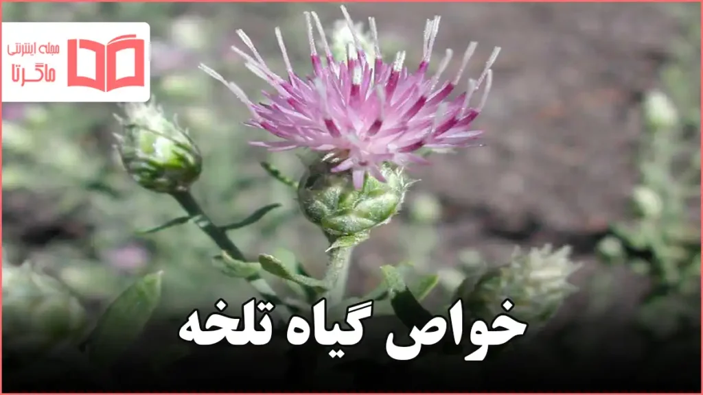 خواص گیاه تلخه