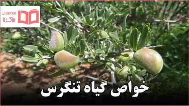 خواص گیاه تنگرس