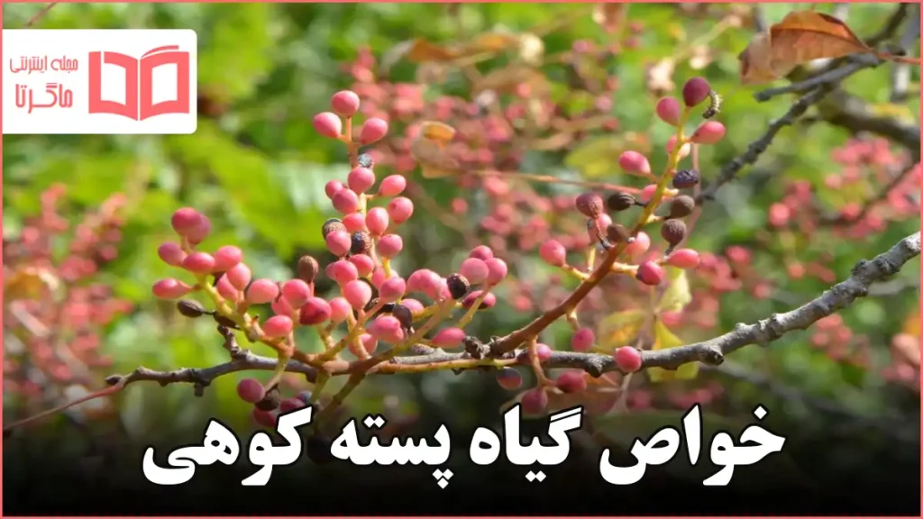 خواص گیاه پسته کوهی
