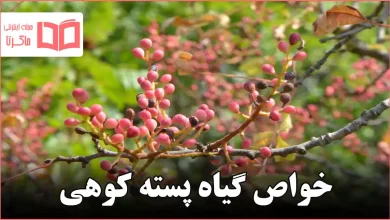 خواص گیاه پسته کوهی