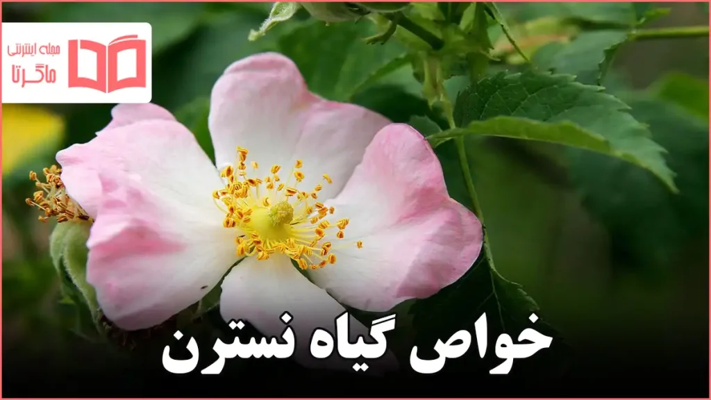 خواص گیاه نسترن