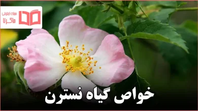 خواص گیاه نسترن