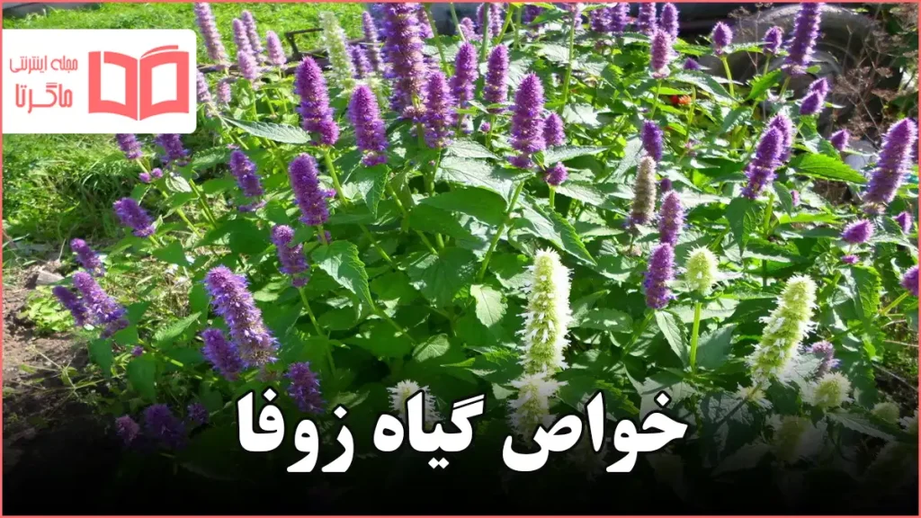 خواص گیاه زوفا