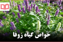 خواص گیاه زوفا